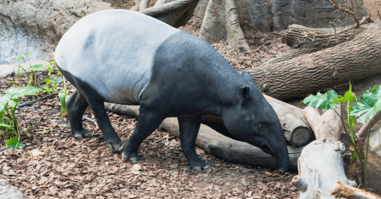 tapir