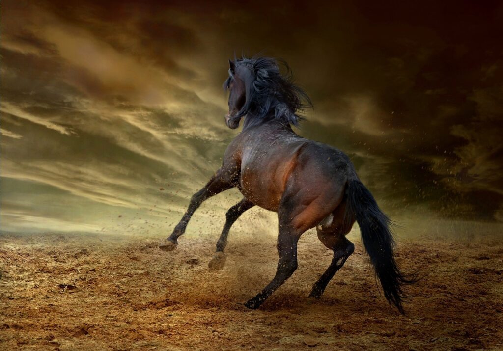 horse-2743013_1280