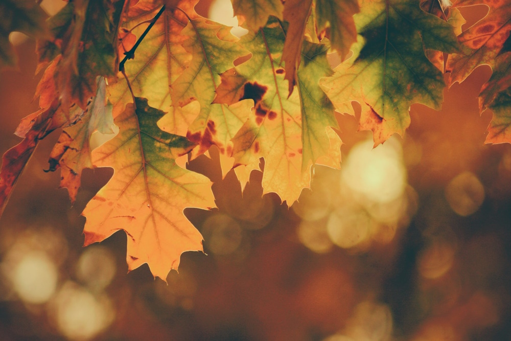 novemberi_nap
